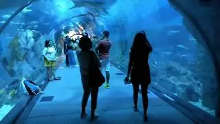 Dubai mall aquarium tunnel || UAE