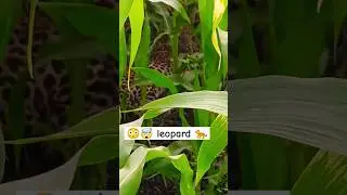 leopard farm me ghus gaya #viral