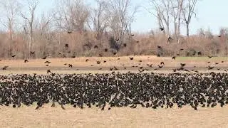 Blackbirds at Sequoyah National Wildlife Refuge the last day of 2025
