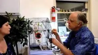Budgie with Respiratory Noise & Tail Bob #2 200910