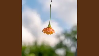 Flower in The Air