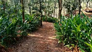 Walking along the RIVER bank.... |WALK WITH ME |