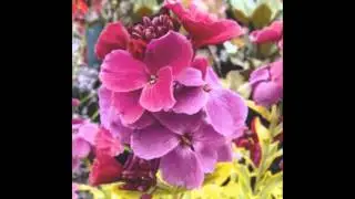 ЖЕЛТУШНИК  (ERYSIMUM)  сем. Крестоцветные