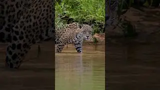 Aquele olhar que congela o tempo 🐆🐆 #wildlife #animal #nature #pantanal #jaguar #travel #birding