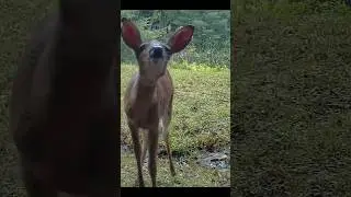 Whitetail Deer Checks Trail Cam #shorts #trailcam #deer #wildlife