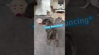 Active Moving Plush Toy for Your Pets