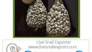 importador exportador fornecedores caracol Sphincterochila candidissima