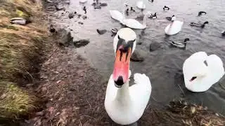 Wonderful Birds/ First One Swan arrives, then the all Flok/Ducks -Seagulls and Crows Are into it too