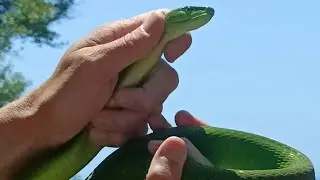 Green Mamba - The speed !!😳                         I'm naming this one, 