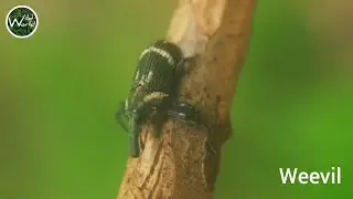 Weevil; Macro Video | Wild World TV