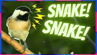 Bird Guides Me To Snake