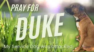 Update on my *Service Dog* DUKE - healing after a dog attack and upcoming TPLO surgery.