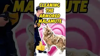CLEANING THE ARMORED MALAMUTE #dog #puppy #crusty #dogrescue #rescuing #cleaning #help #tlc #pets