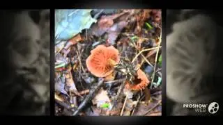 Laccaria laccata - fungi kingdom