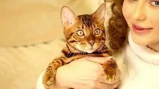 6 Mind-Blowing Facts About Female Cats | Clever Cat Corner