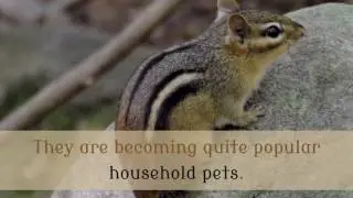 15 Amazing Facts You Should Know About Chipmunk