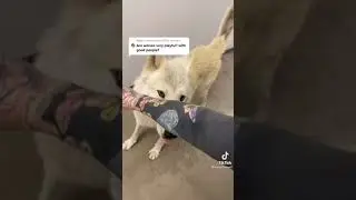 Are wolves playful with some humans?