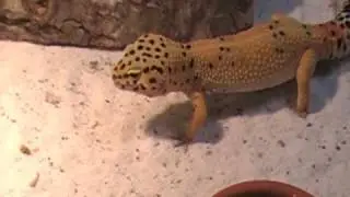 Leopard Gecko Hunting Crickets