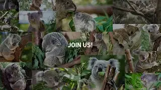 Koalas Need Trees