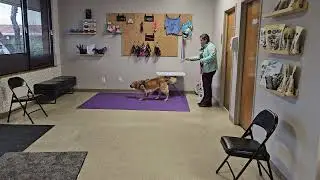 Nosework practice 1/10/26 at Clever Dogs