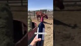 That Time I Gave a Cow Wine 🍷 | Vet Life on the Farm