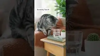 This Employee Is Lost 📦🐱...#AmazonLife #WarehouseFail #FunnyCat #USAReels