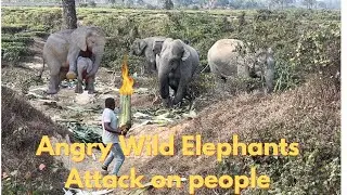 Angry wild elephants attack on people #elephant #animals #assam #elephantattack #video #viwes
