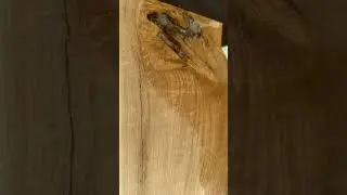 Oiling oak and epoxy.#oilonwood#woodworking #epoxy #shorts #528#woodworker#woodporn#meditationmusic