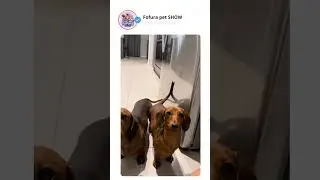 eles no ritmo 🤭🤭 #dog #pets #cachorro #engra&ccedil;ado #viral #shortvideo #shortdogs #short #shorts #fyp
