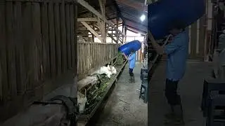 Feeding goats together | Memberi makan kambing bersama #goatfarm #dailywork #simplefarm #rurallife