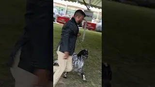 English Setter | Dog show in Chennai 2025#englishsetter #dogshow #dogcompetitions