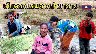 ชนบทในลาวบ้านสะดึ่งชาวบ้านเก็บดอกแขมจากป่ามาขาย