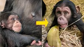Семимесячная Кьянса &mdash; бесстрашная, разговорчивая и очень яркая! 🐒🎉