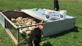 Pasture-Raised Chicken Tractor Movement at Pure Pastures