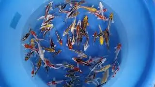 Yamazaki Metallic Mix 12-15 cm