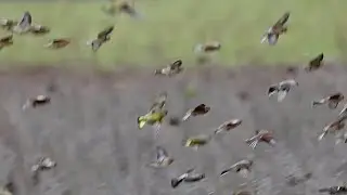 Indrukwekkende 