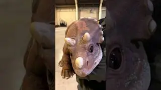 before and after animal transformation 