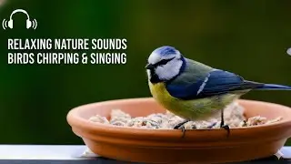 Calm Nature Sounds 24/7 Bird Song & Forest