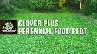 Clover Plus | Perennial Food Plot