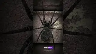 Wolf Spider #science #sciencefacts
