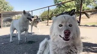 Paso Robles animal sanctuary calls on community for support