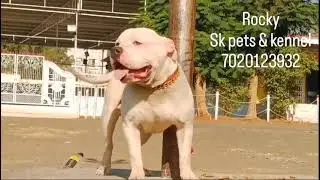 Standard size priven white American bully stud
