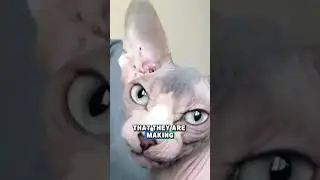 Cat Vocalizations: The Chatter