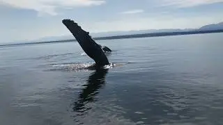 Humpbacks Rub the Bottom of my Boat. A little SCARY!!