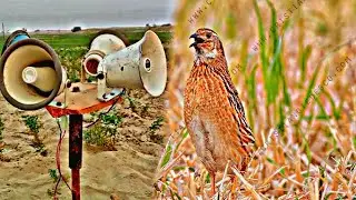 batair ki awaz 2025|quail morning sounds|quail hunting sound|femail quail sound&lrm; chtayyab9615