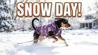 My Dog Phryne&rsquo;s Snowy Walk: The Best Adventure in Fresh Fallen Snow!