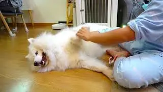 How to Trim Your Dog's Nails at Home - I Show U