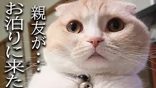親友がお泊りに来てくれました犬と猫が大喜びでこうなりました...