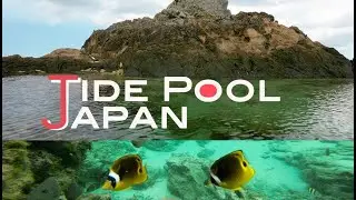 Marine reef fishes in a tide pool: Amami Oshima - Japan