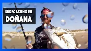 SURFCASTING 🎣en Doñana🐟SUSCRIBETE